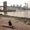 Climate resiliency and equity: What NYC is planning for the next decade of its waterfront